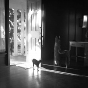 20101104-cat-twolegs-20070826181643-2