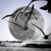 Moonset-i-Japanese-Chopsticks-Gulls-Moon