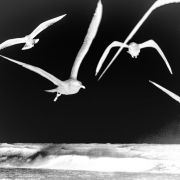 2_Contradiction_of_Flight-1