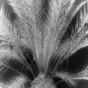 23_Contradiction_of_Light-and-Life