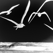 Contridiction-of_2_Gulls In Flight