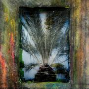 Palm
